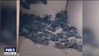 Bats infest part of Georgia university dormitory