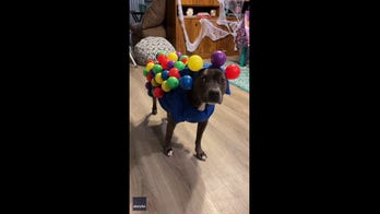 Dog dressed in hilarious Halloween costume sparks lots of laughs