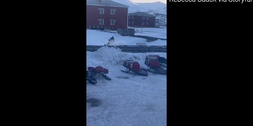 Man drops gun, flees charging polar bear in Norway
