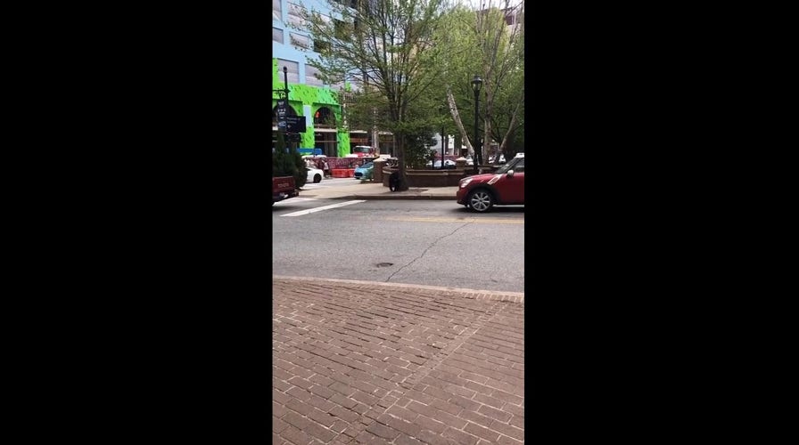 Black bear in North Carolina looks both ways before crossing street