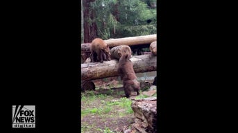 WATCH: Bear battles for snacks