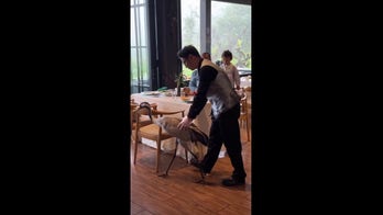 Hungry crane strolls into restaurant and steals pastries from diners