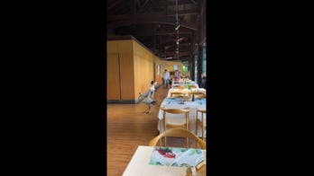 Hungry crane crashes hotel restaurant and helps itself to pastry