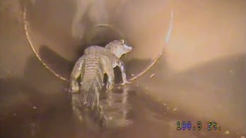 Alligator spotted roaming Florida city's underground stormwater pipes with robotic camera