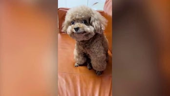 Toy poodles go viral for their adorable smiles