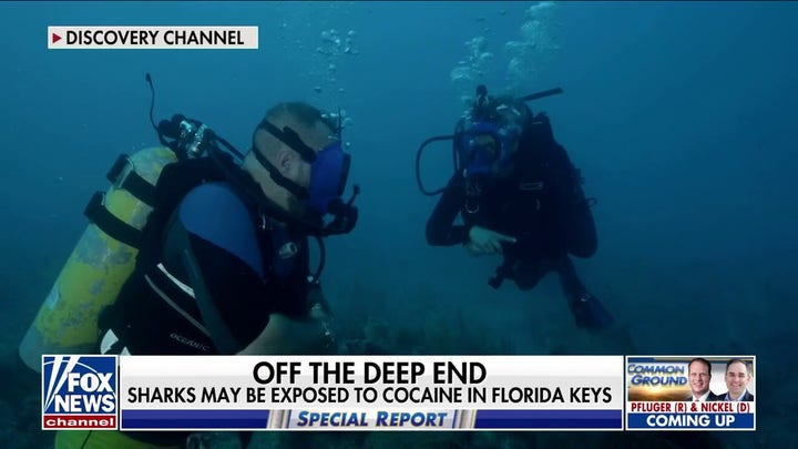 Experts exploring how cocaine and other drugs impact marine life