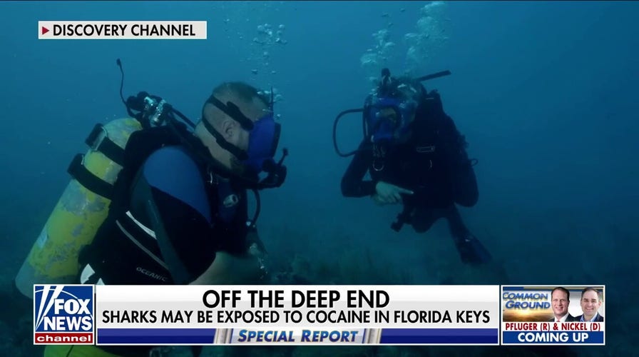 Experts exploring how cocaine and other drugs affect marine life