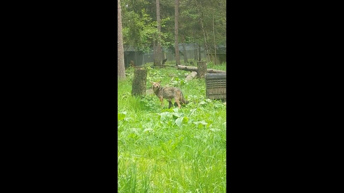 Endangered red wolf mom moves nine pups into den as rain rolls in at wildlife park