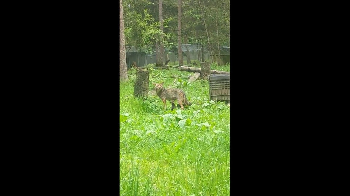 Endangered red wolf mom moves nine pups into den as rain rolls in at wildlife park
