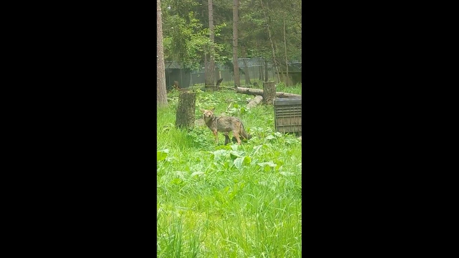 Endangered red wolf mom moves nine pups into den as rain rolls in at wildlife park