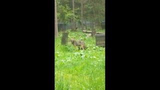 Endangered red wolf mom moves nine pups into den as rain rolls in at wildlife park