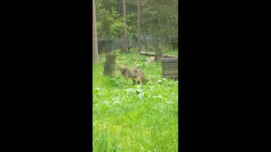 Endangered red wolf mom moves nine pups into den as rain rolls in at wildlife park