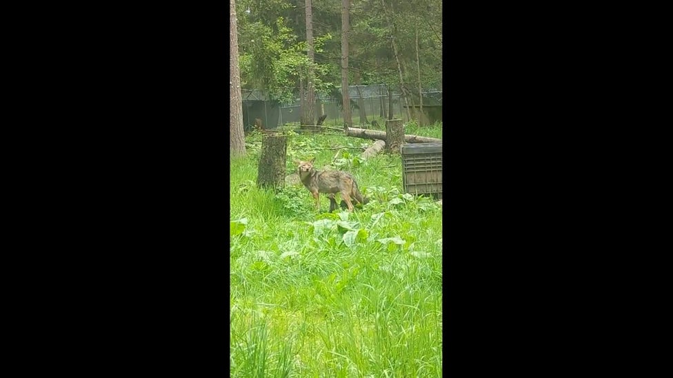 Endangered red wolf mom moves nine pups into den as rain rolls in at wildlife park