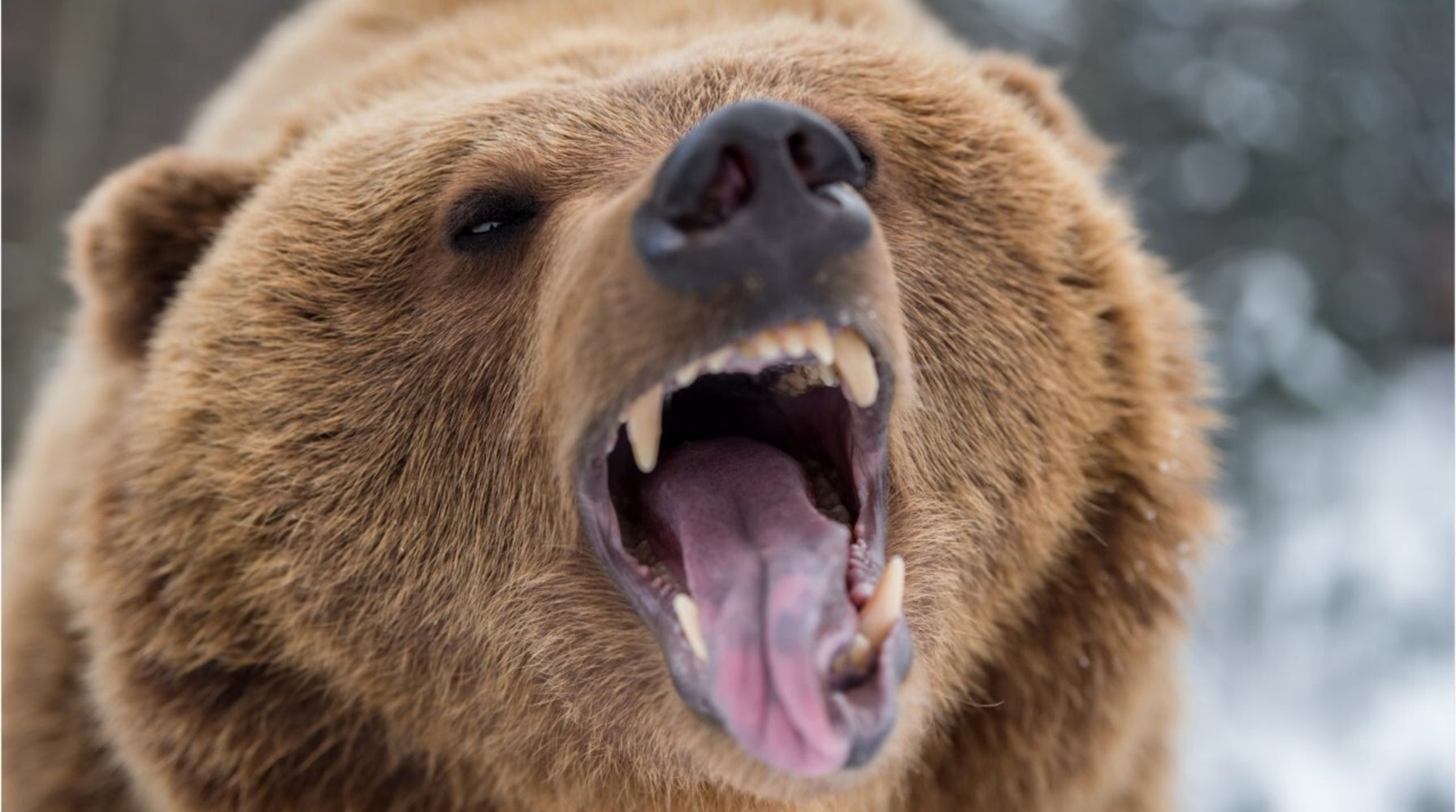 Bear Attacks: Protecting Yourself When Encountering a Dangerous Encounter