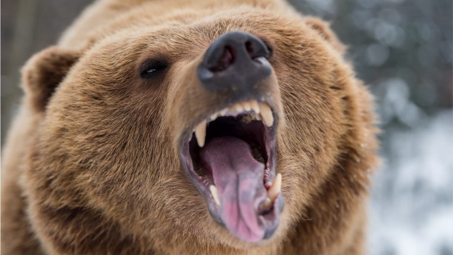 Photos show woman getting dangerously close to grizzly bear while ...