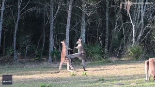Surveyors watch two kangaroos box it out in Australia - Fox News