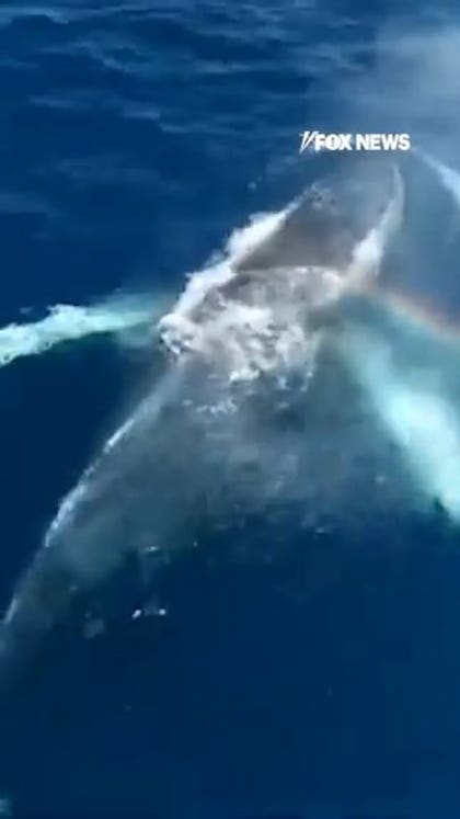 Rainbow forms in humpback whale's breath in beautiful moment