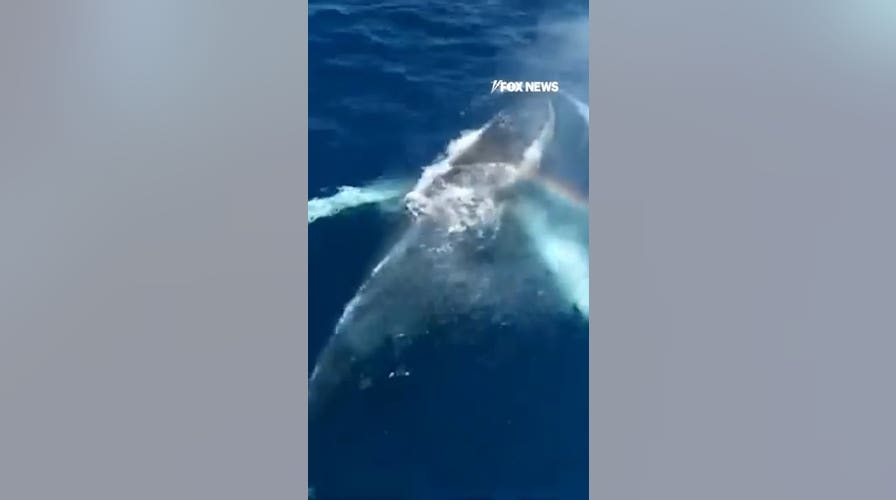 Rainbow forms in humpback whale's breath in beautiful moment