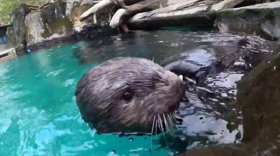 Sea otters crack and feast on shellfish at Oregon Zoo