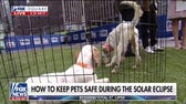 Keeping pets safe during the solar eclipse