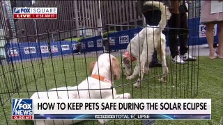 Keeping pets safe during the solar eclipse - Fox News