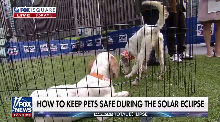 Keeping pets safe during the solar eclipse