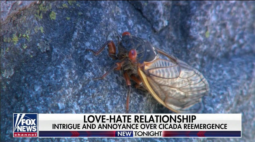 Cicadas take over Capitol Hill after 17-year absence