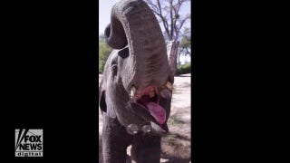 Fort Worth Zoo throws a bubble-blowing bash for a baby elephant that turned 2 years old - Fox News