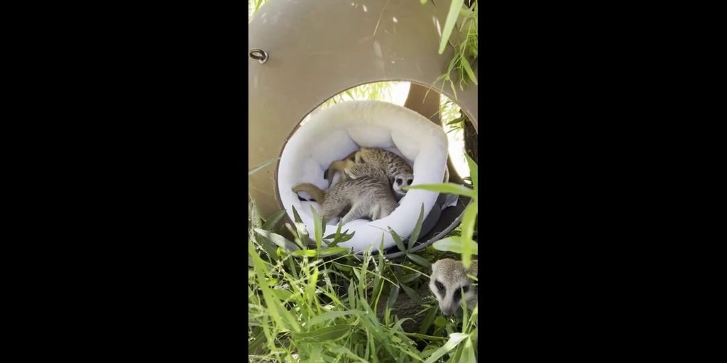Meerkats at the Oakland Zoo get comfy