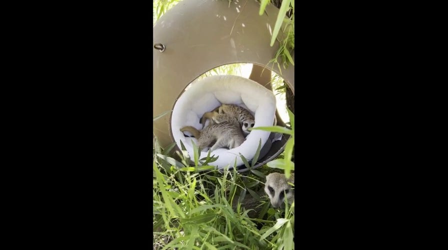 Meerkats at the Oakland Zoo get comfy