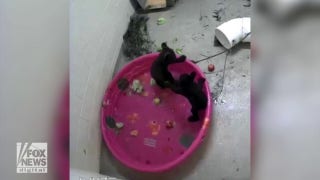 Baby bears spotted wrestling in kiddy pool - Fox News