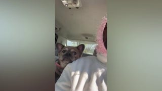 Armed suspects steal 3 French bulldogs in Washington, DC - Fox News