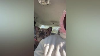 Armed suspects steal 3 French bulldogs in Washington, DC