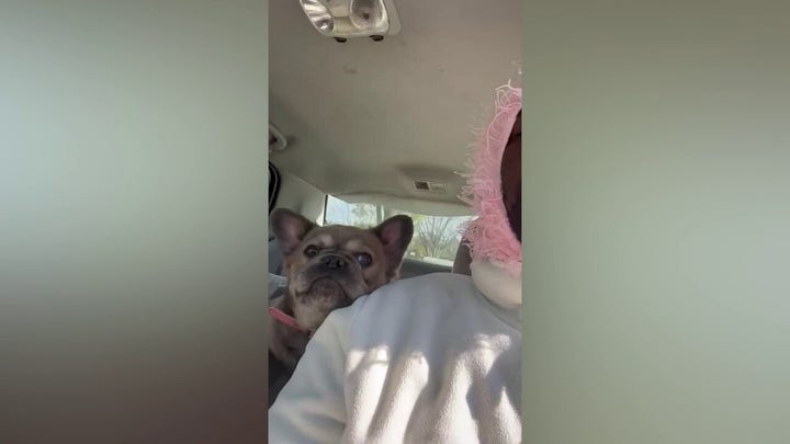 Armed suspects steal 3 French bulldogs in Washington, DC