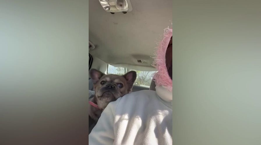 Armed suspects steal 3 French bulldogs in Washington, DC