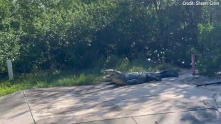Man who works in Everglades national park captures massive crocodile known as 'half-jaw' on camera - Fox News