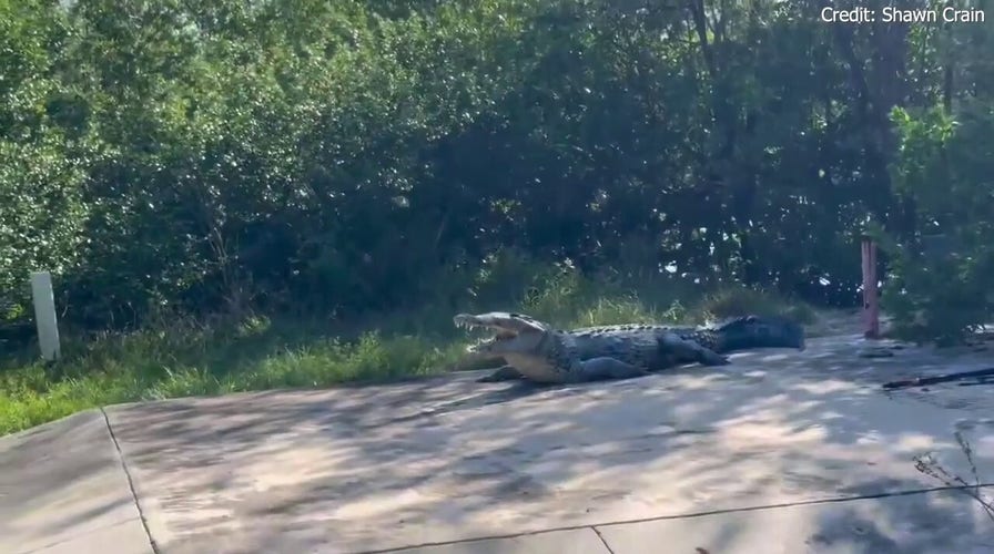 Man who works in Everglades national park captures massive crocodile known as 'half-jaw' on camera