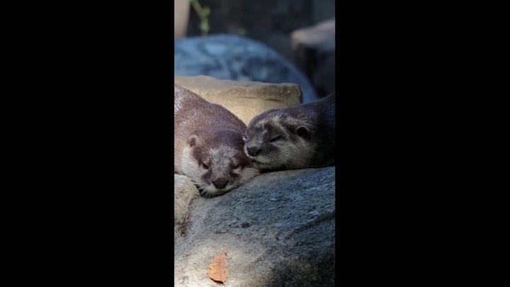 Otters snooze at local Texas zoo in adorable video