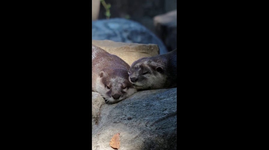 Otters snooze at local Texas zoo in adorable video