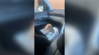 Dog has adorable reaction to getting in trouble