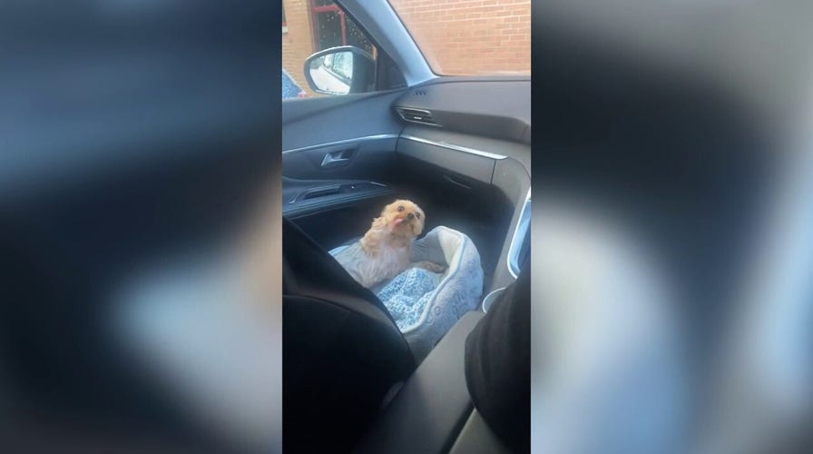 Dog has adorable reaction to getting in trouble