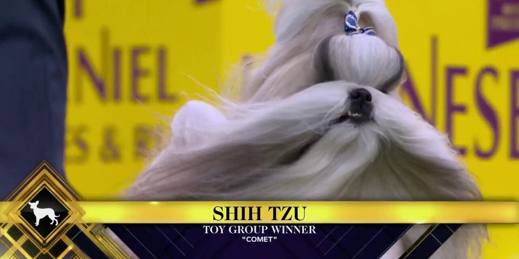 Comet the Shih Tzu wins the WKC Toy Group | Westminster Kennel Club