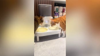 Sneaky ginger cat steals dinner from baffled feline after finishing own meal first