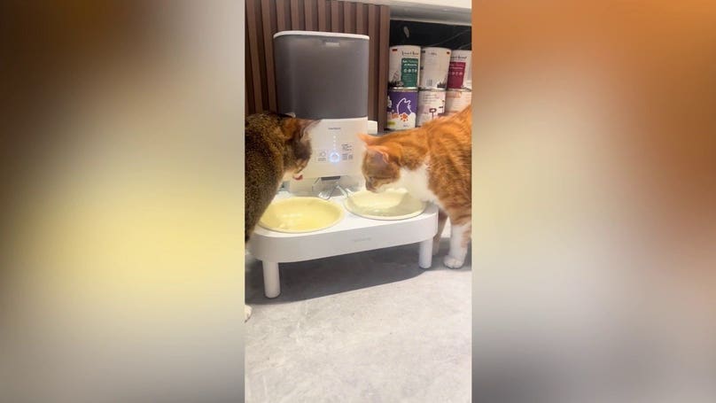 Sneaky ginger cat steals dinner from baffled feline after finishing own meal first