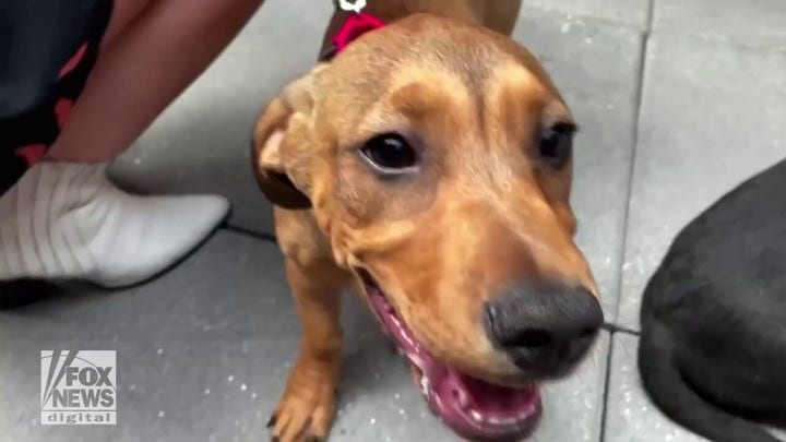 NYC animal shelter, Moxy hotel put on adorable dog adoption event