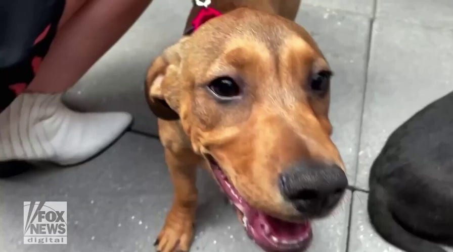 NYC animal shelter, Moxy hotel, put on adorable dog adoption event