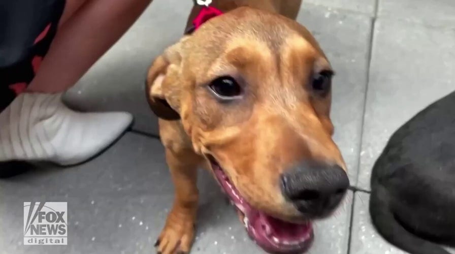 NYC animal shelter, Moxy hotel put on adorable dog adoption event