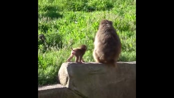 Infant monkey spotted catching free rides with her mom