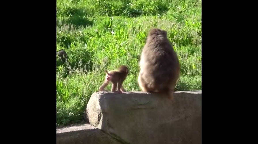 Infant monkey spotted catching free rides with her mom