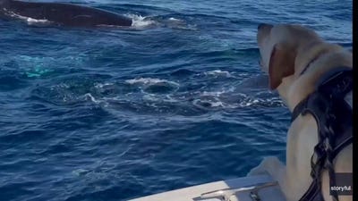 Playful humpback whales charm rescue pup during San Diego boat encounter